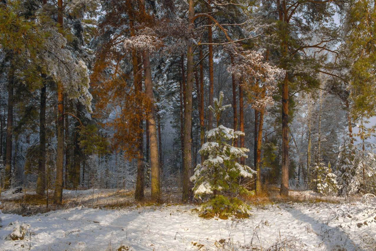 лес утро свет снег сосны  серково, Алексеев Дмитрий