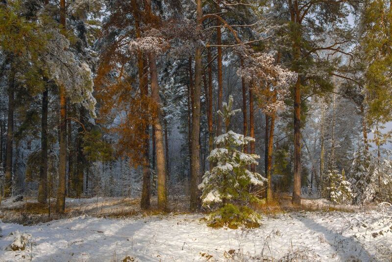Первый снег на опушке леса фото превью