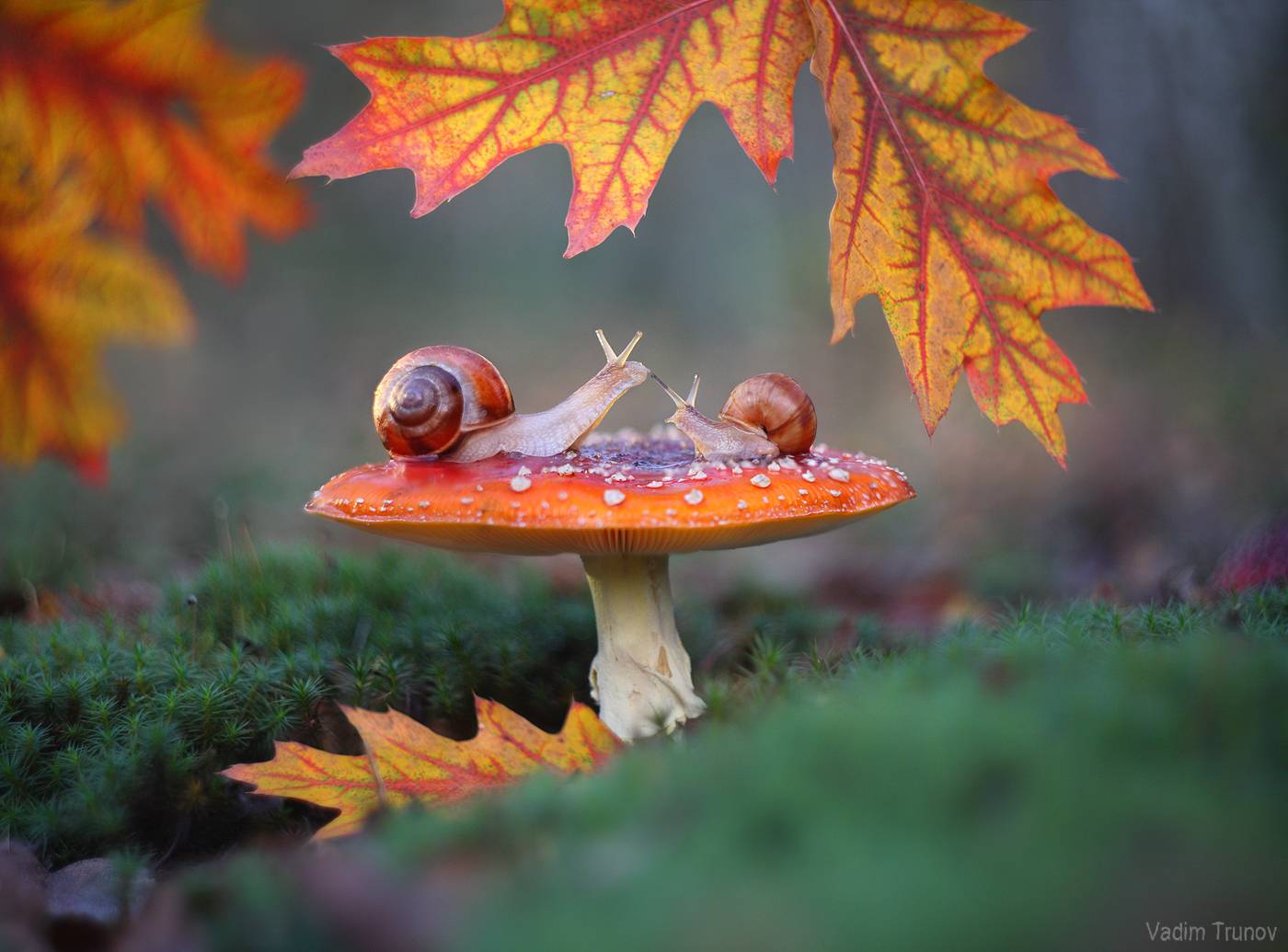 улитка, гриб, осень, листья, Вадим Трунов