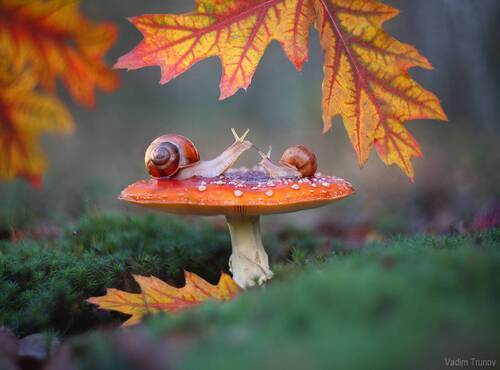 Краски осени