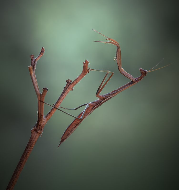 mantis, praying mantis, insect, bug, macro, branch, sunset, nature, wild, moody, dusk, The conductor фото превью