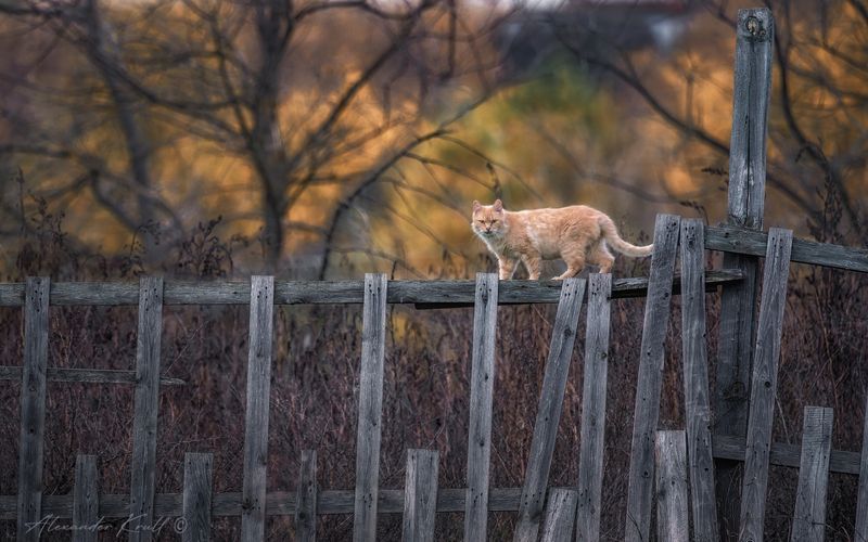 кот, рыжий, прогулка, променад осень, ноябрь, забор Осенний променад фото превью