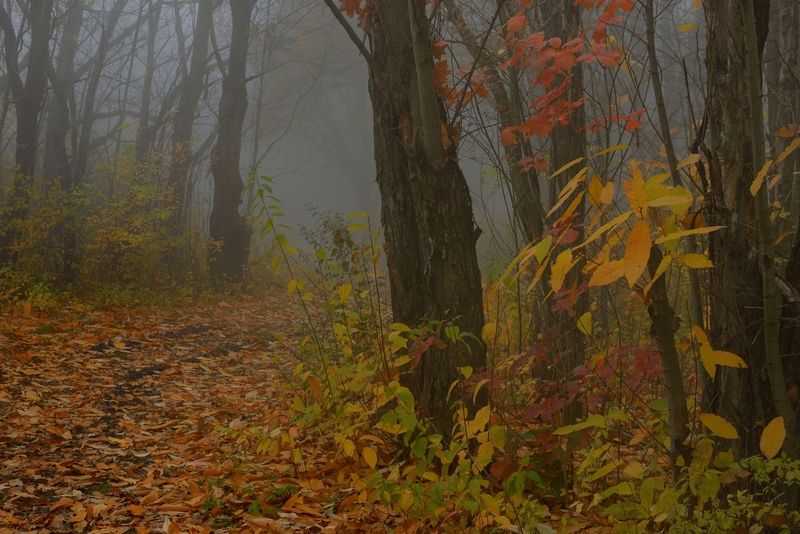 Осеннее утро фото превью