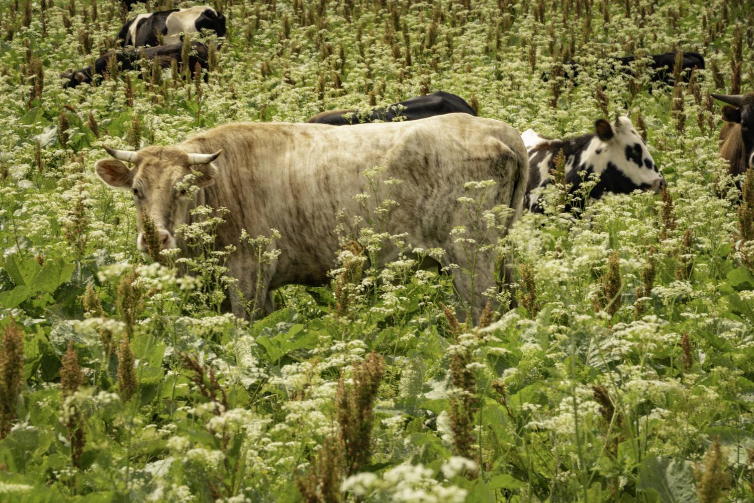 Россия, Краснодарский край, Мостовской район, Бароновы поляны, коровы, , Гаврилов Юрий