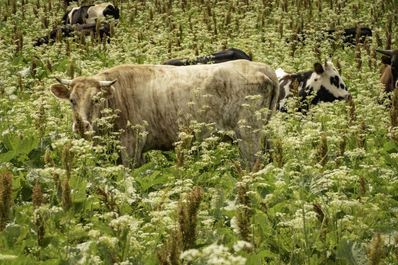 Россия, Краснодарский край, Мостовской район, Бароновы поляны, коровы,  Коровы в горах Кавказа фото превью