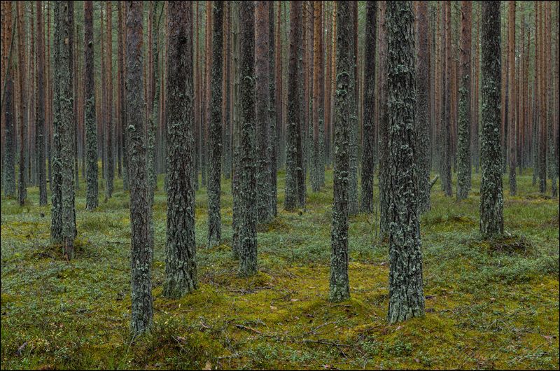 Сказочные леса Новгородской области фото превью