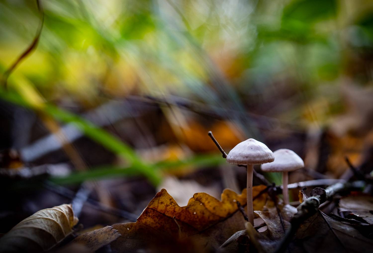 природа, Виктор Парщиков