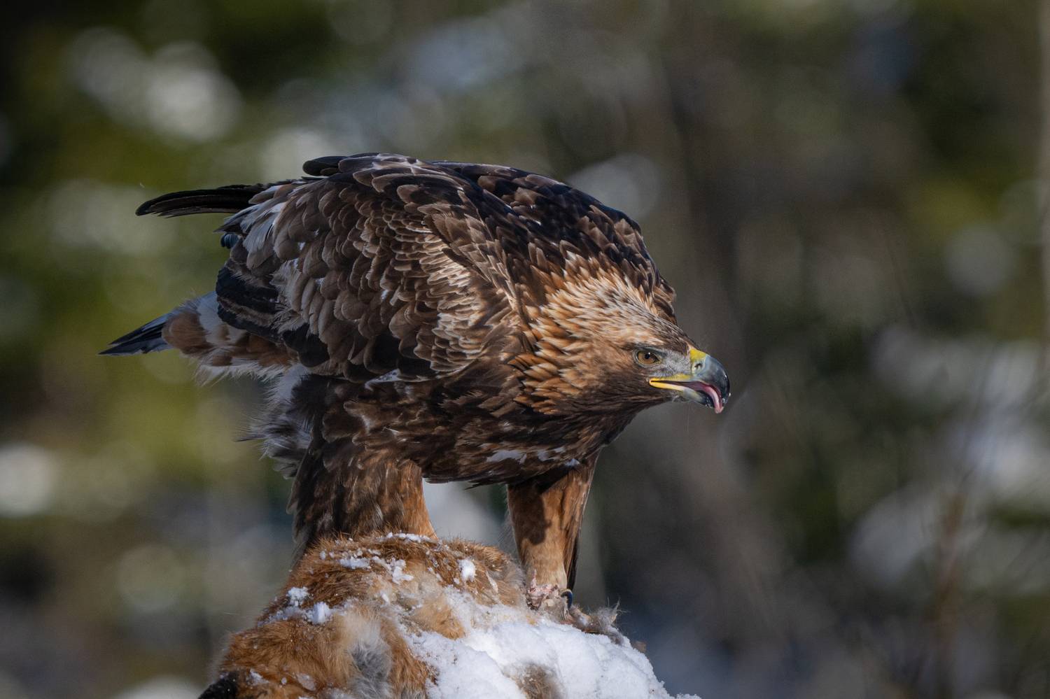 хищник, привада, язык, беркут, птица, взгляд, клюв, Степанова Татьяна
