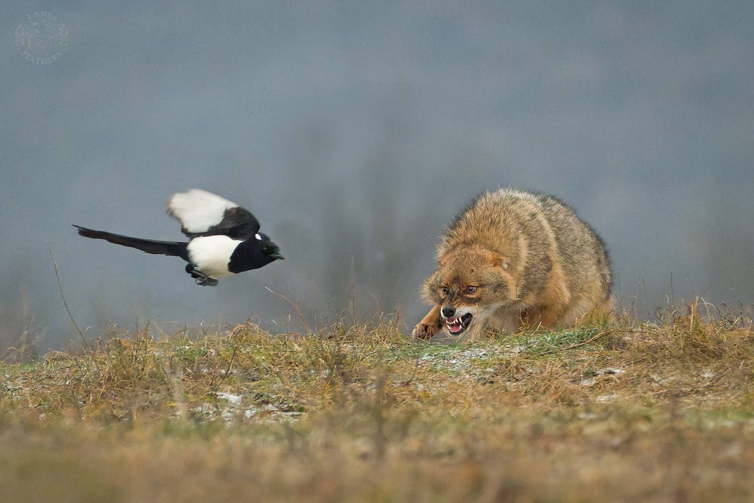 , Евгени Стефанов