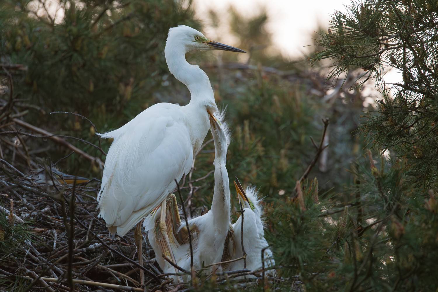 цапля, белая цапля, большая белая цапля, потомство, птенцы, на гнезде, мама, птицы, любовь, heron, love, mother, feelings, семья, family, Дмитрий Федорако