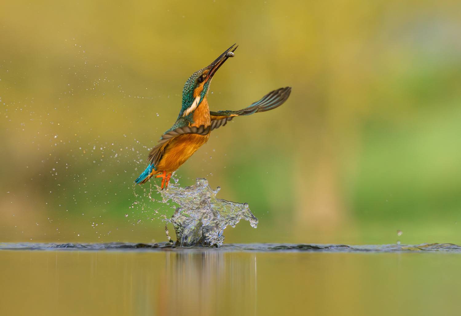 , T&iacute;mea Ambrus