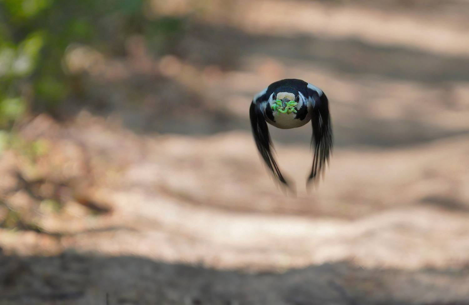 большой_пёстрый_дятел, Юрий Андреев