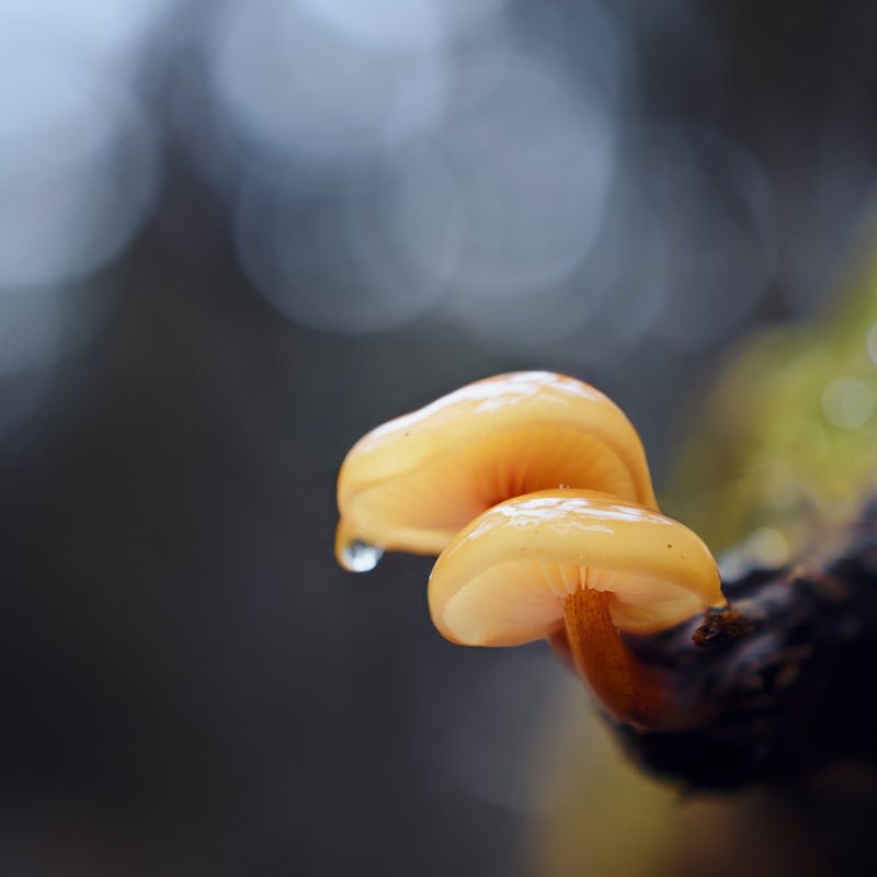 Парочка фото превью