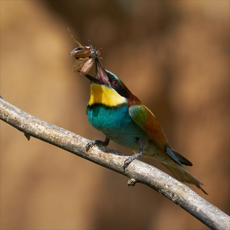 Щурка укачивает майского жука на ночь. фото превью