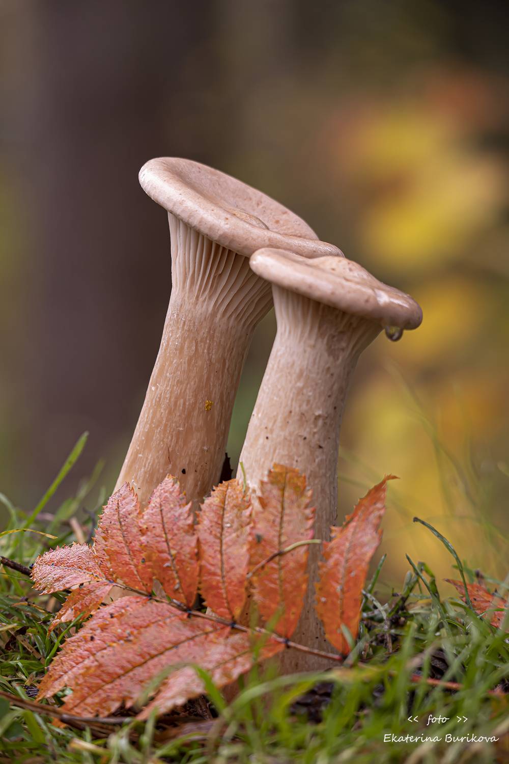 фото грибы , грибы, Бурикова Екатерина