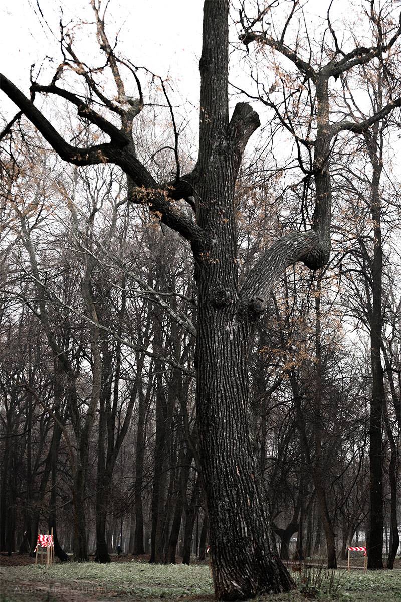 , Чудинин Дмитрий