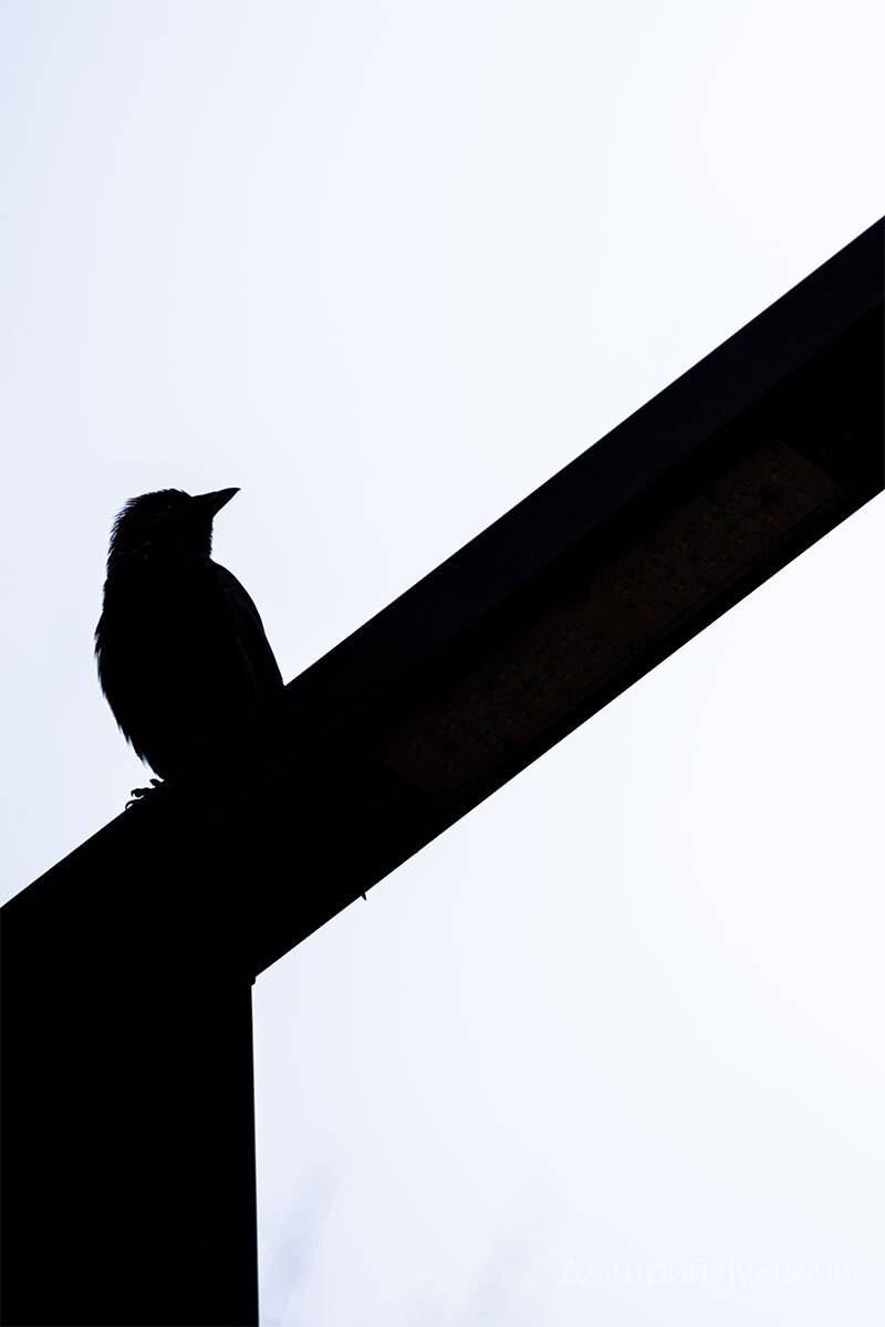 , Чудинин Дмитрий