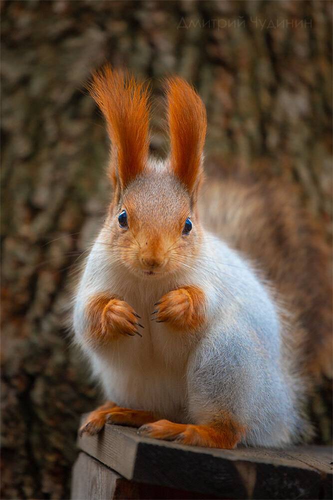 , Чудинин Дмитрий