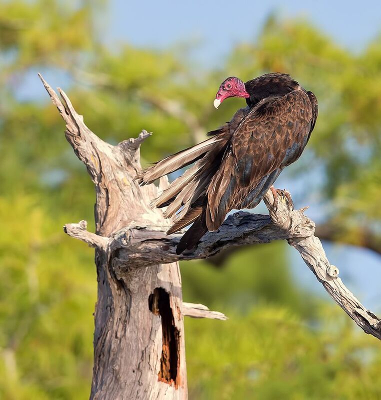 turkey vulture, гриф-индейка, гриф, хищные птицы, raptor, florida, флорида, vulture Turkey Vulture - Гриф-индейка фото превью