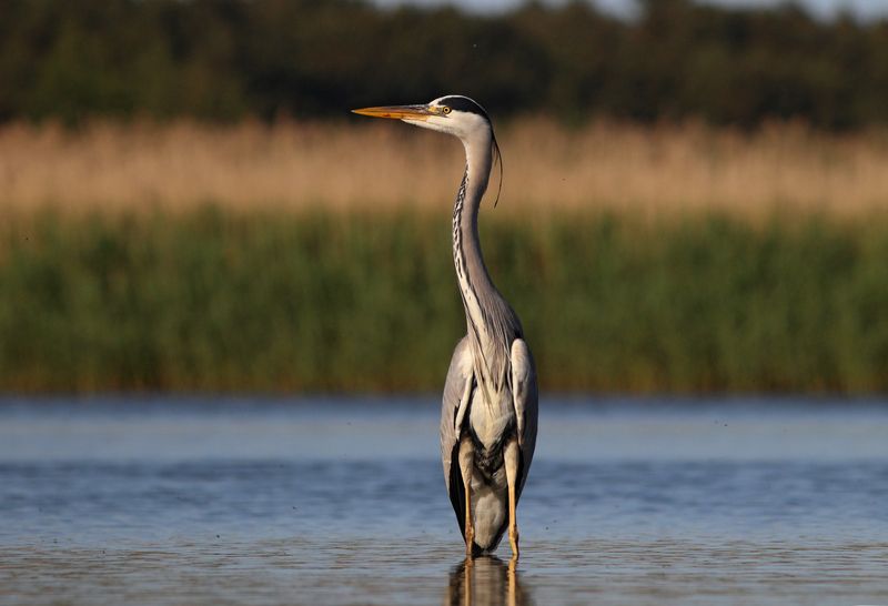 серая цапля, цапля, ardea cinerea, grey heron, heron, куршская коса, куршский залив Изваяние фото превью
