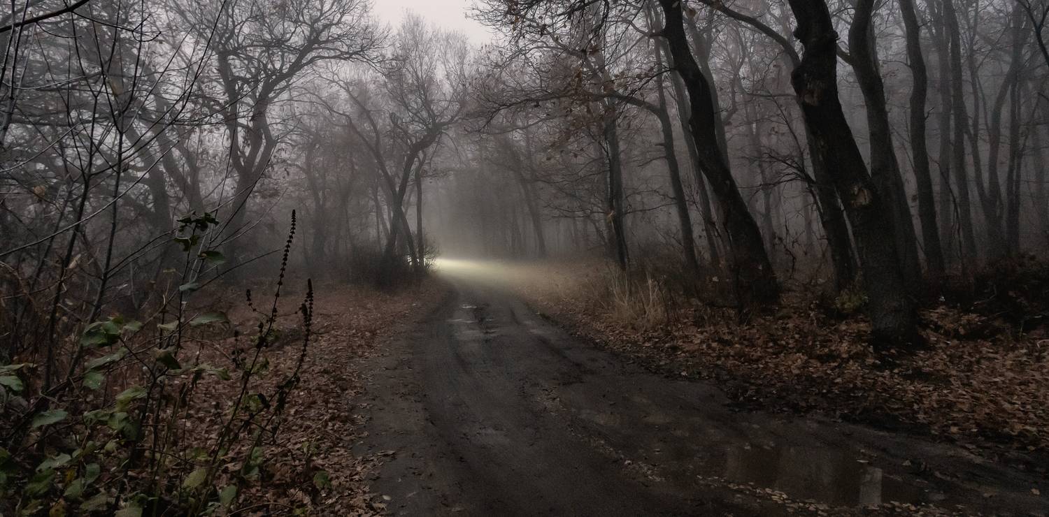 туман, лес, осень, дождь, природа, дорога, грунтовка, свет, Подосинников Максим