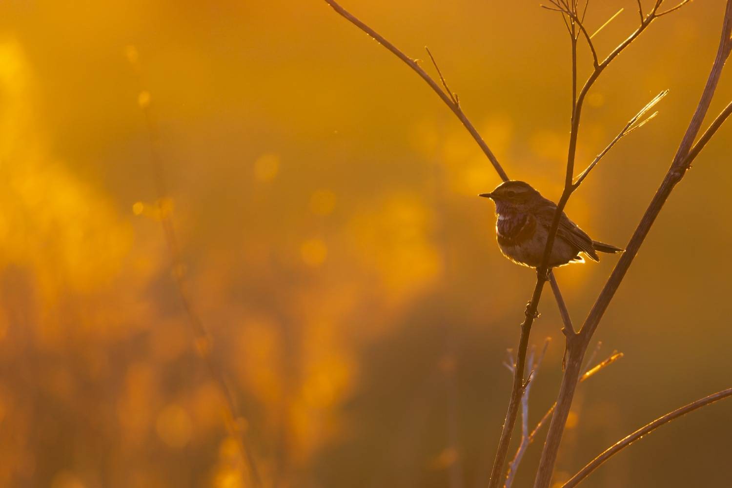 варакушка, птицы, закат, Ruslan Pl