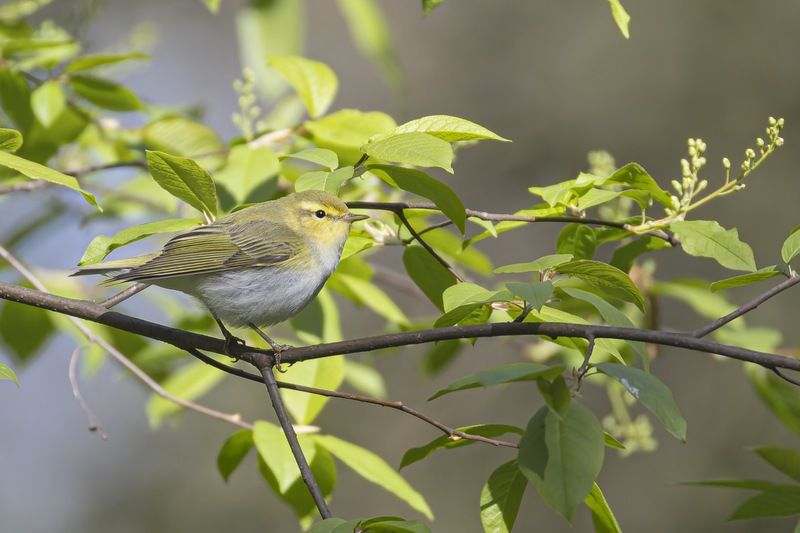 пеночка-трещотка, пеночка, трещотка, птицы Пеночка-трещотка фото превью