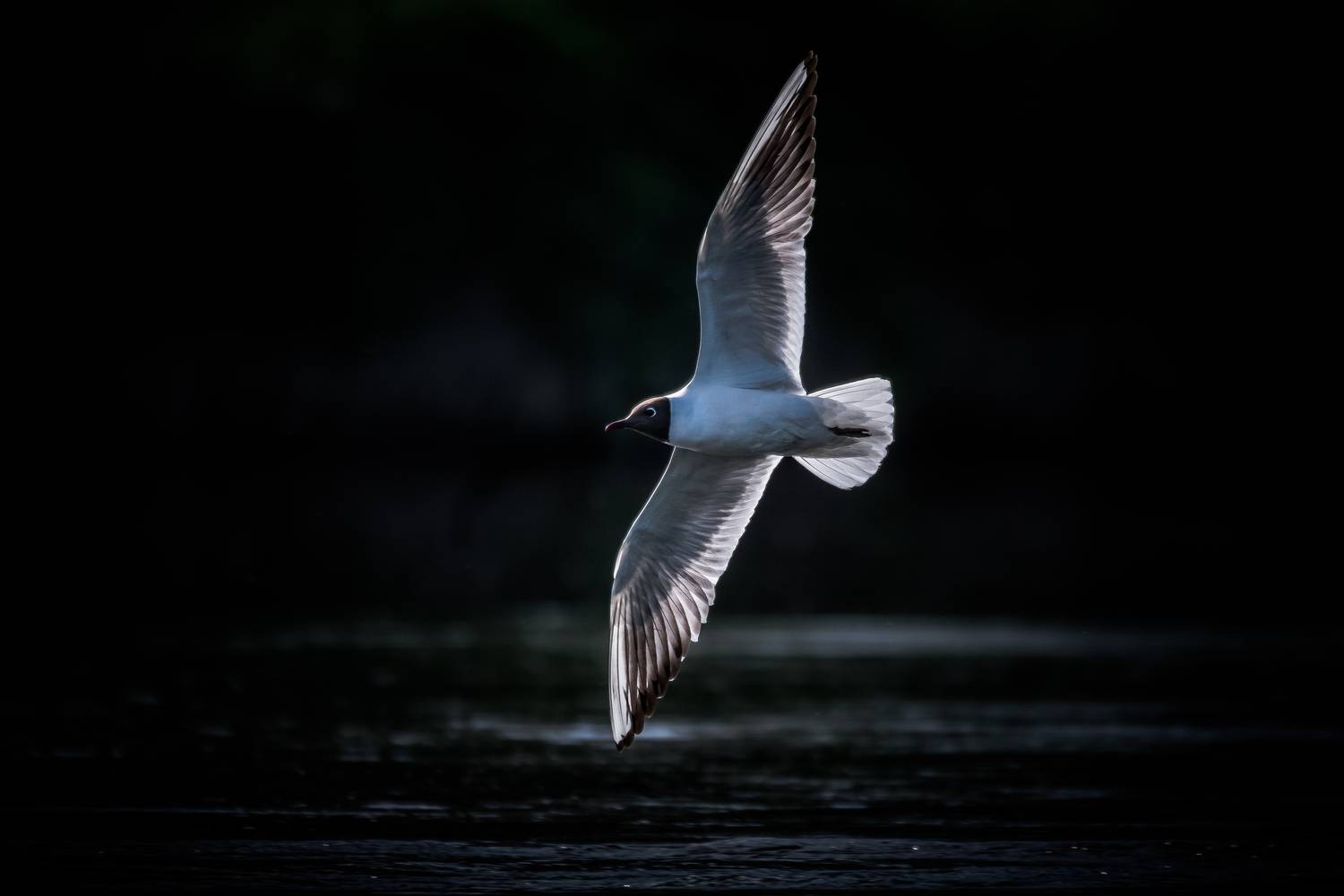 Озёрная чайка, полёт, Соварцева Ксения