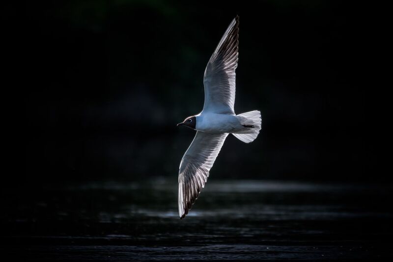 Озёрная чайка, полёт Рассекая воздух фото превью