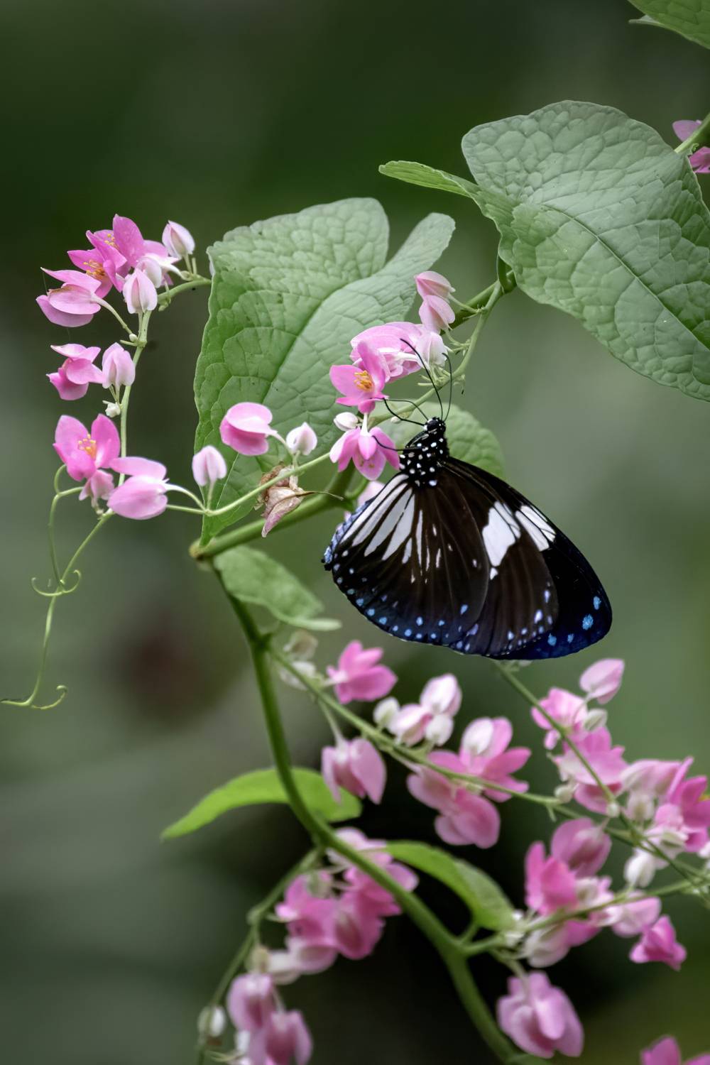 бабочка, природа, Abdalova Tatiana