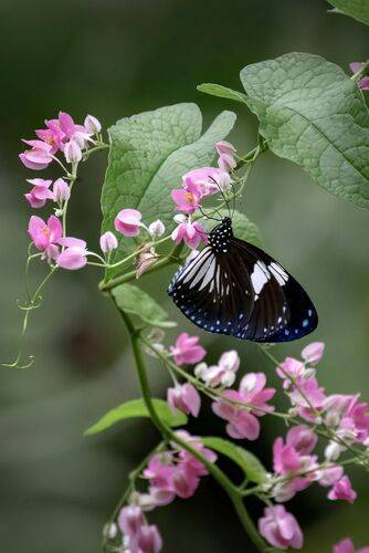 Euploea radamanthus