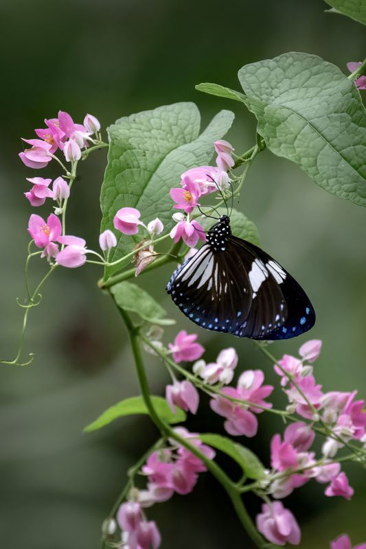 бабочка, природа Euploea radamanthus фото превью