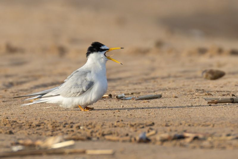малая крачка, крачка, чайка, птицы, красная книга Сколько еще ждать мою рыбууу? фото превью