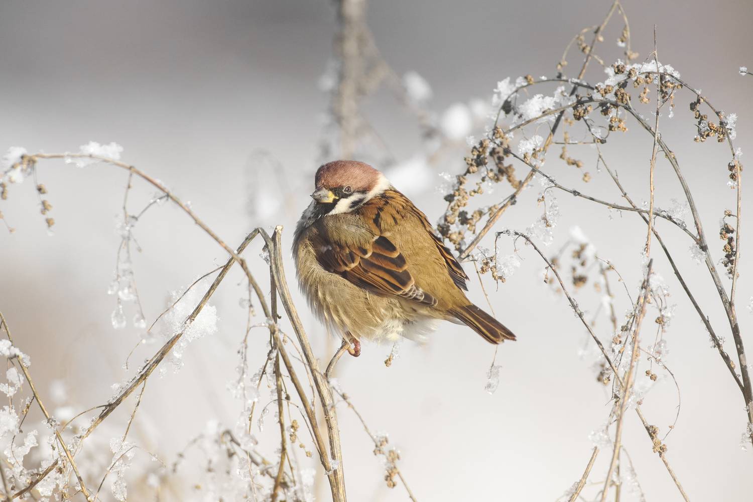 полевой воробей, tree sparrow, Passer montanus, птица, дикая природа, sparrow, птицы России, birdwatching, nature, wildlife photography, close-up bird, Полина Шальнева