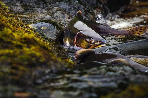 Про рыбаков и рыбов