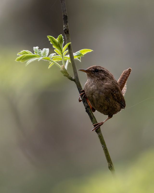 крапивник, подкоренник, орешек, птицы Крапивник фото превью