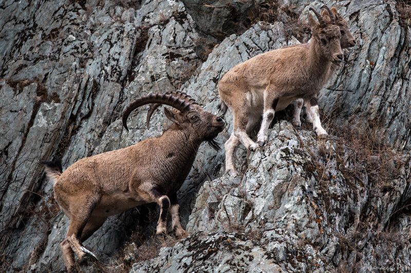 сибирский горный козел, животные Гон у сибирского горного козла фото превью