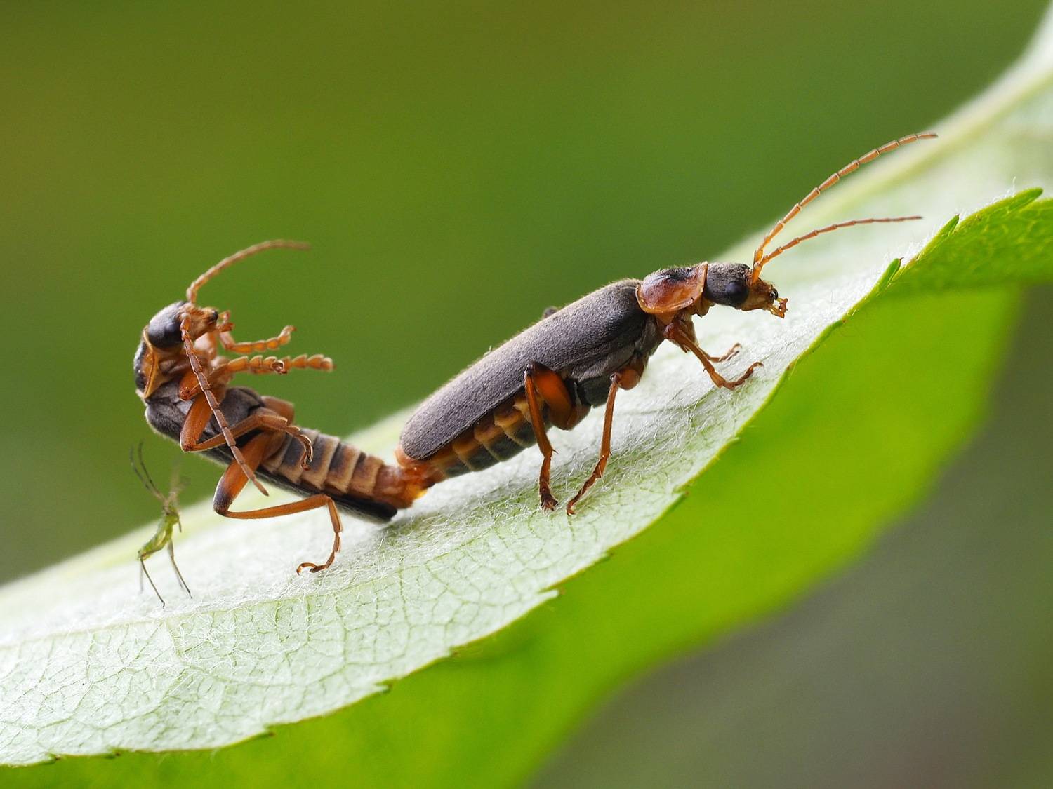 , Риганов Борис