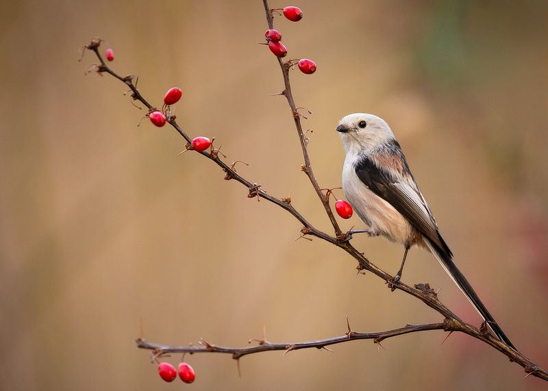 Long-tailed Ti фото превью