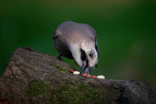 Про сойку и арахис