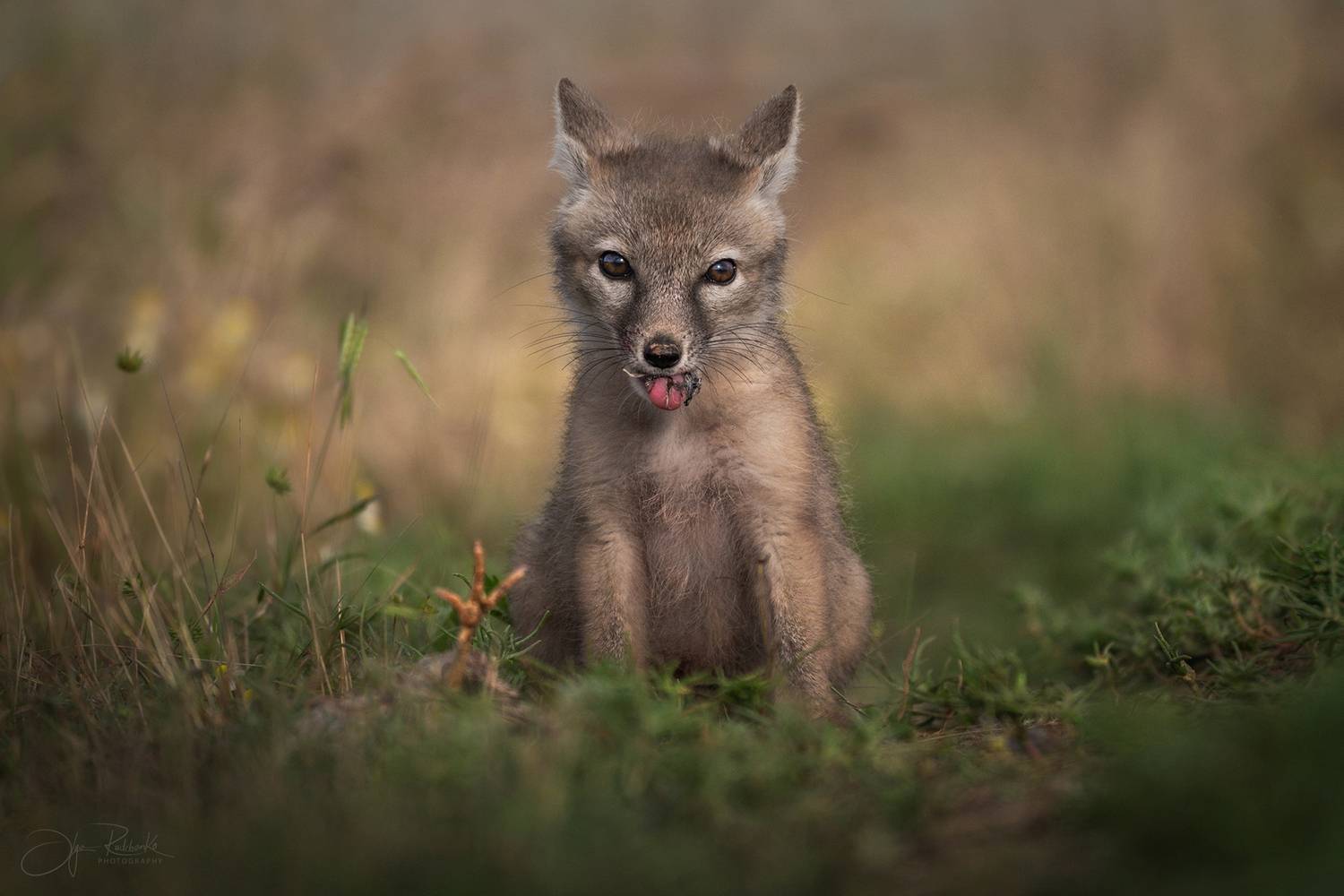 корсак, калмыкия, степная лиса, лис, лиса, корсачонок, дикая природа, wildanimals, корсачата, vilpus corsac, corsac, корсаки, маныч, маныч-гудило, черные земли, Рудченко Ольга