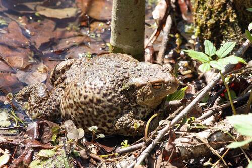 Коровница (Bufo bufo)