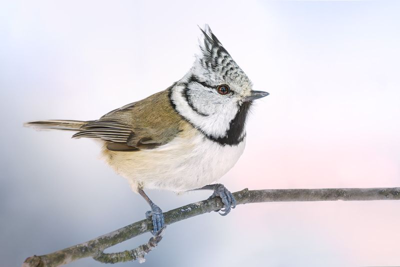 птицы, лес, фотоохота, природа, Подмосковье, синица, гренадёрка, crested tit, birdwatching, birds В холодной акварели зимы фото превью