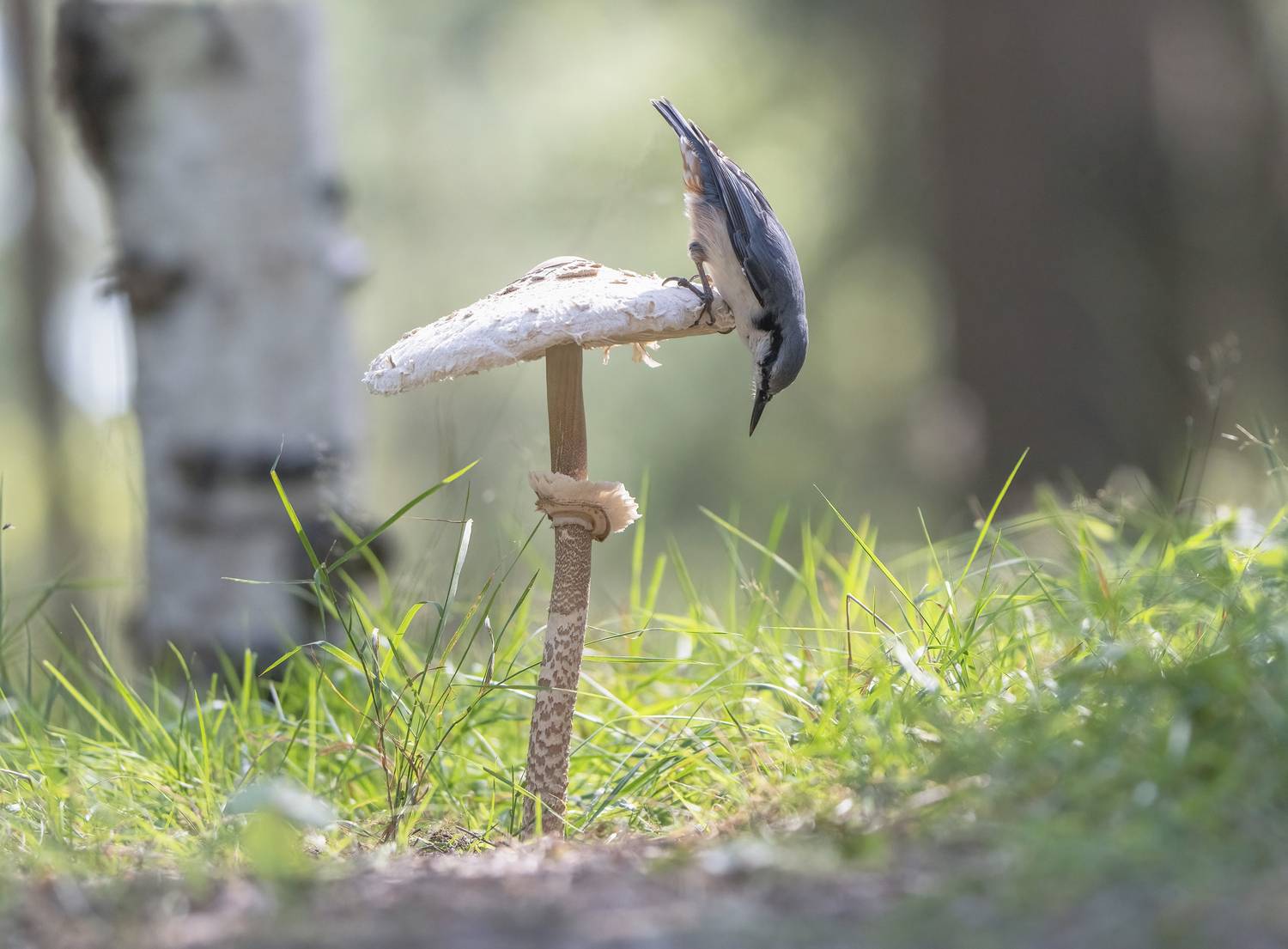 птицы,природа, осень, Андрей Киселёв