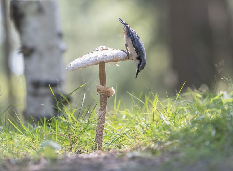 птицы,природа, осень Картинка из леса фото превью