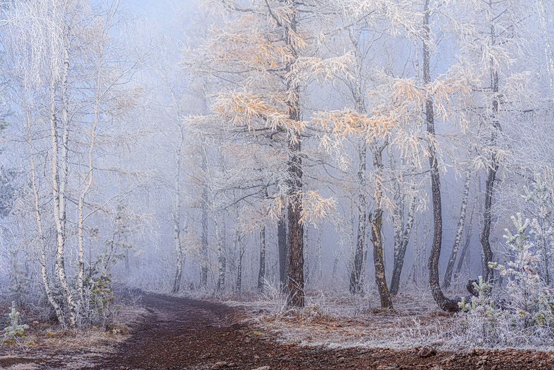 Сиреневый туман фото превью