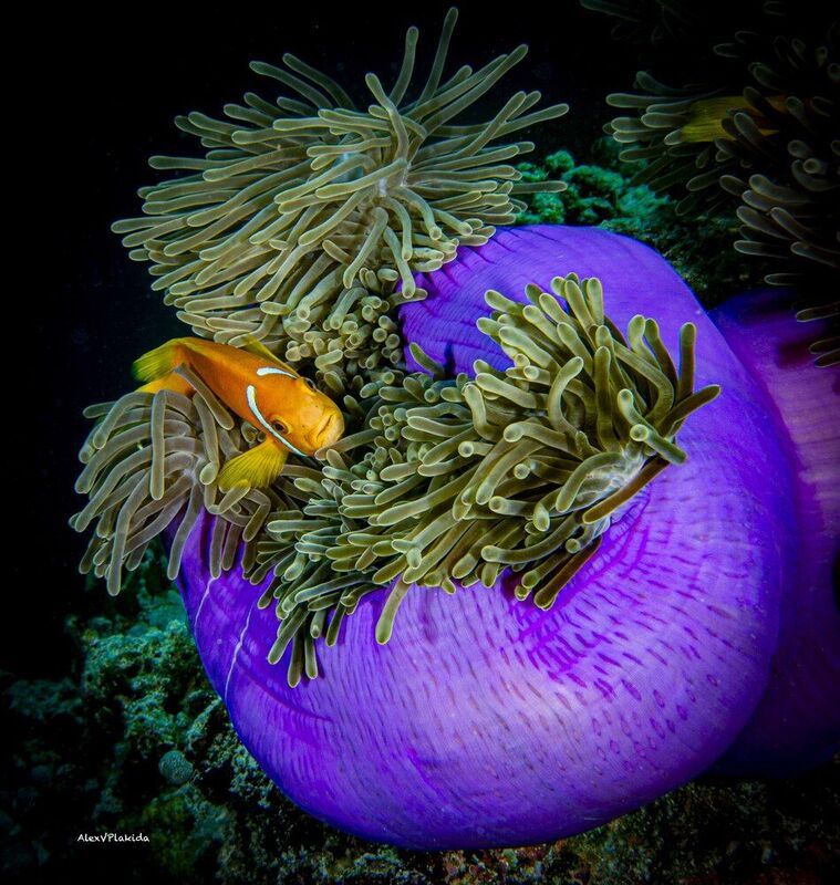 A safe and beautiful home фото превью