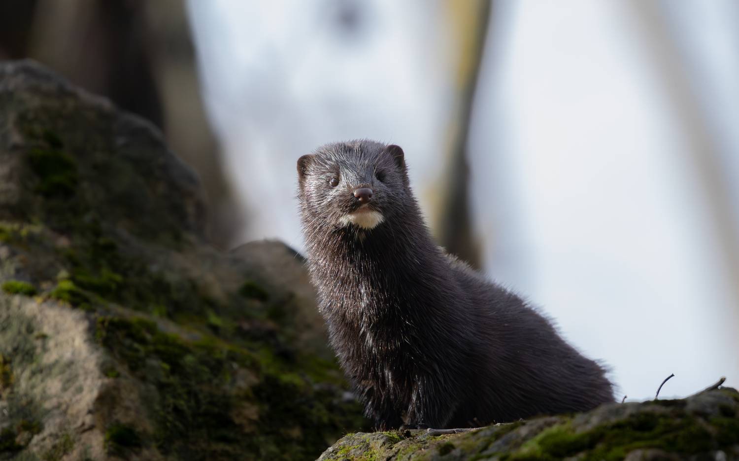 , Веревченко Михаил
