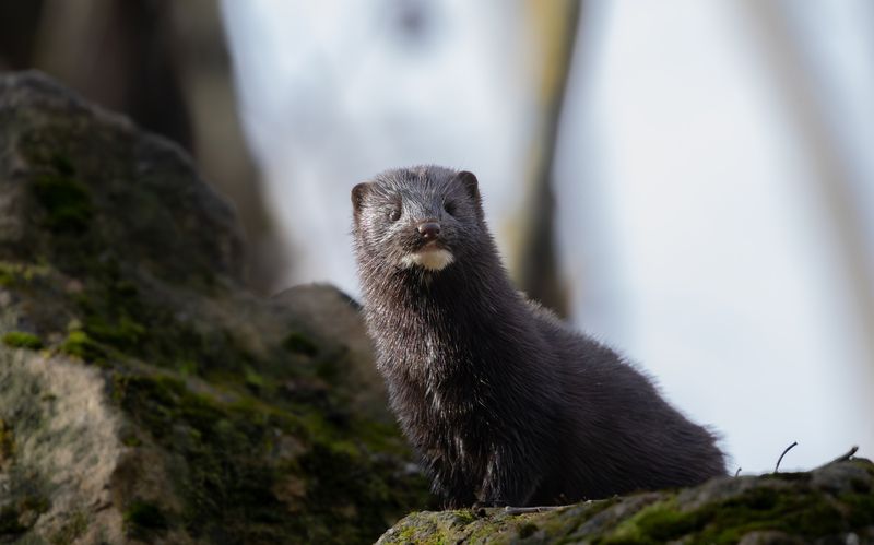 Одноглазый охотник. фото превью