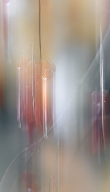 icm, калина Призрак фото превью